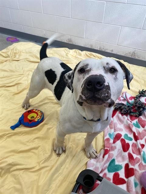 Photo of Hugo, adoptable Pit Bull Terrier in Fort Wayne, Indiana