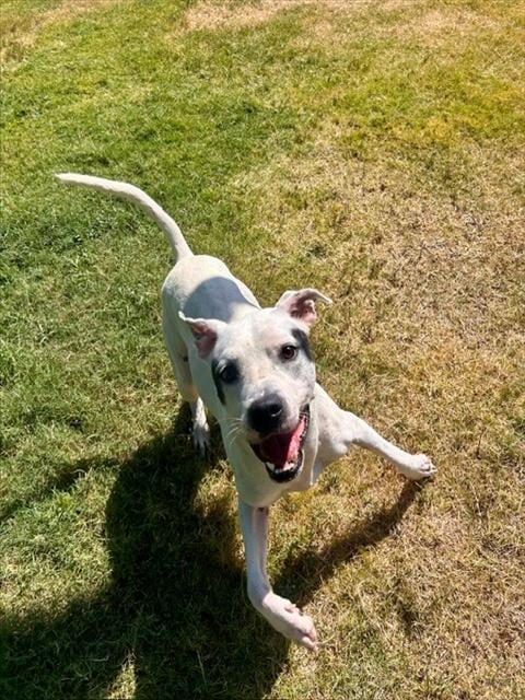 Photo of Ozzy, adoptable Pit Bull Terrier in Temple, Texas