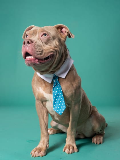 Photo of Ringo, adoptable dog in Atlanta, Georgia