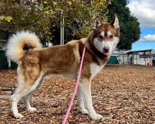 Photo of Barley, adoptable Siberian Husky in Santa Cruz, California