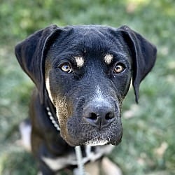 Photo of Hawkeye, adoptable Rottweiler in Dublin, California