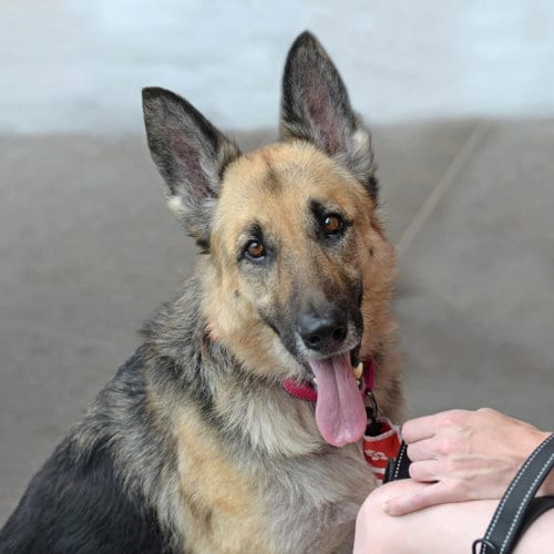 Photo of Ruby Moon, adoptable German Shepherd Dog in Gretna, Nebraska