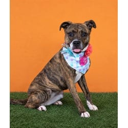 Photo of Nala, adoptable Terrier (Unknown Type, Medium) in Doral, Florida