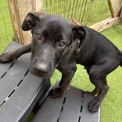 Photo of Casto 5365, adoptable Cane Corso German Shepherd Dog in Loxahatchee, Florida