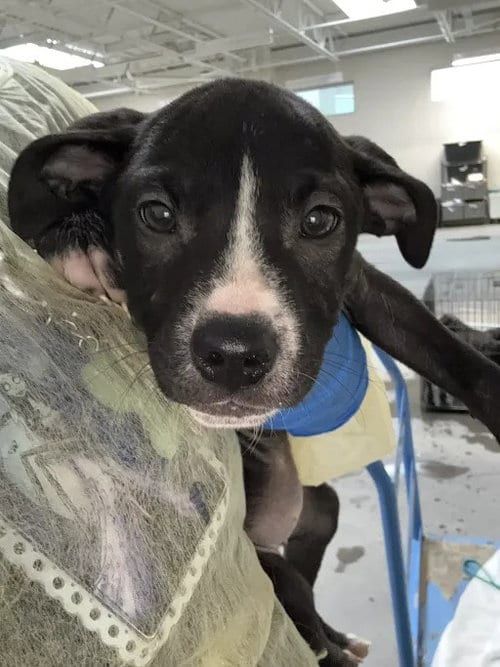 Photo of Rhubarb, adoptable Pit Bull Terrier in Las Vegas, Nevada