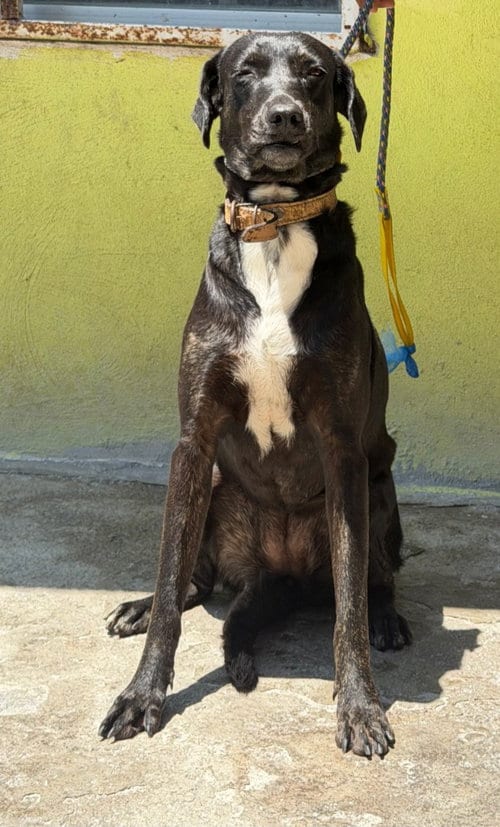 Photo of Sasha, adoptable Labrador Retriever in San Diego, California