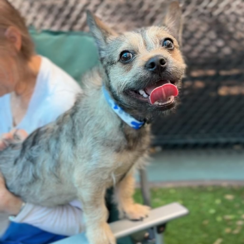 Photo of Lucas A2293112, adoptable Bulldog, French / Shih Tzu in Hayden, Idaho