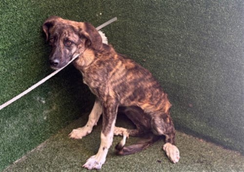 Photo of Pretty Girl, adoptable German Shepherd Dog in Lancaster, California