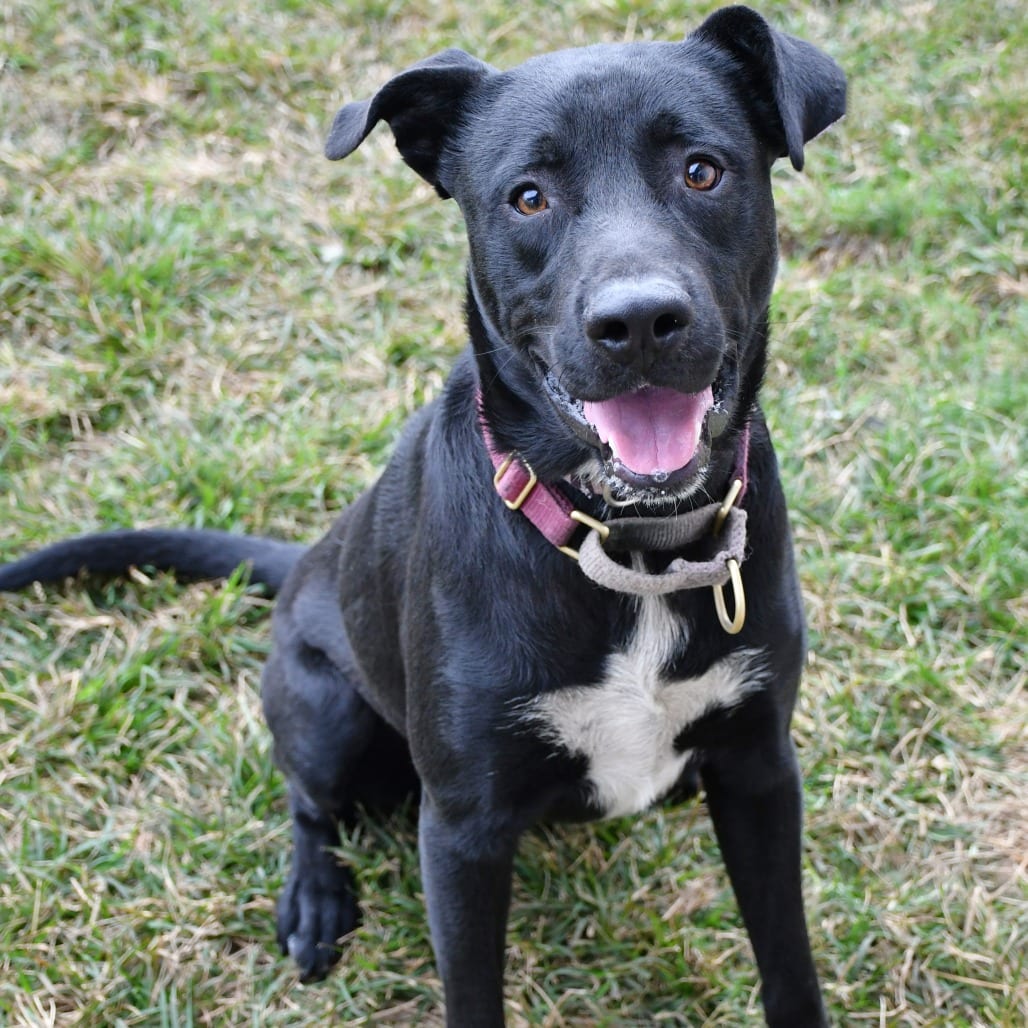 Photo of Obi, adoptable Retriever, Black Labrador in Beaumont, Texas