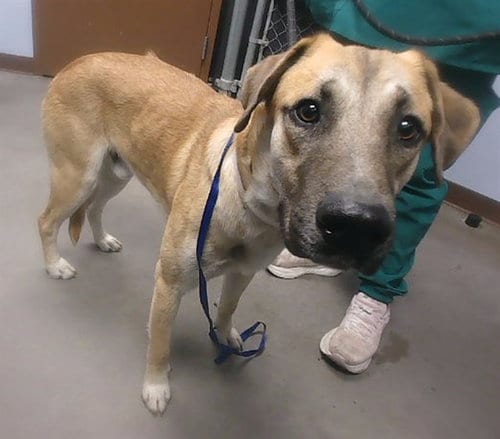 Photo of Jasper, adoptable German Shepherd Dog in Phoenix, Arizona