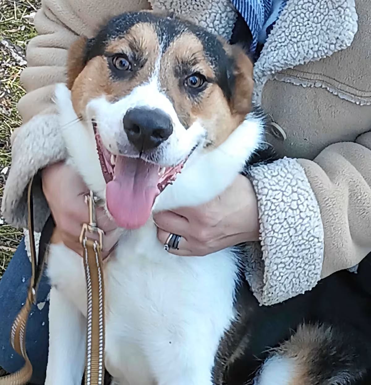 Photo of Heinz, adoptable Australian Shepherd Mixed Breed (Medium) in Roanoke, Virginia
