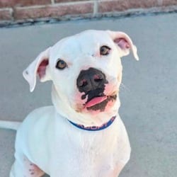 Photo of Cloude JuM, adoptable Boxer American Pit Bull Terrier in Hartford, Connecticut