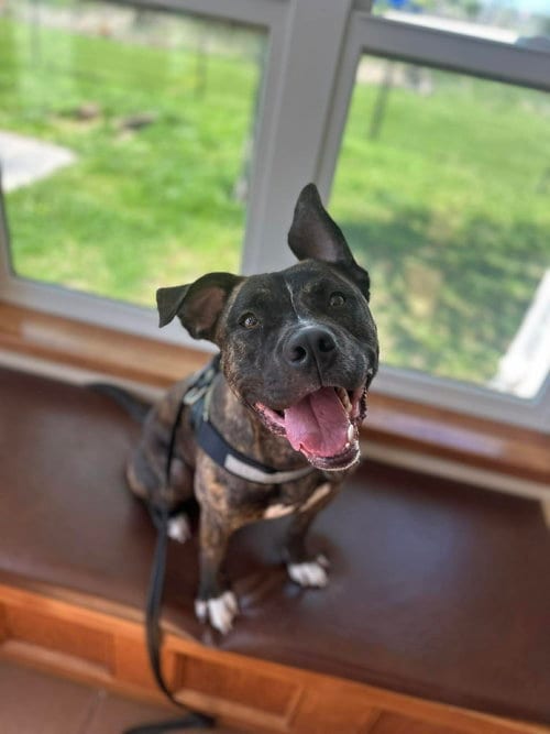 Photo of Timmy, adoptable Pit Bull Terrier in Cedar Rapids, Iowa