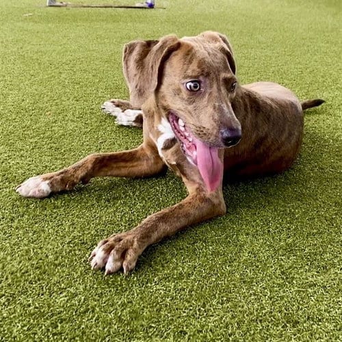 Photo of Dora Bella, adoptable American Staffordshire Terrier in Waco, Texas