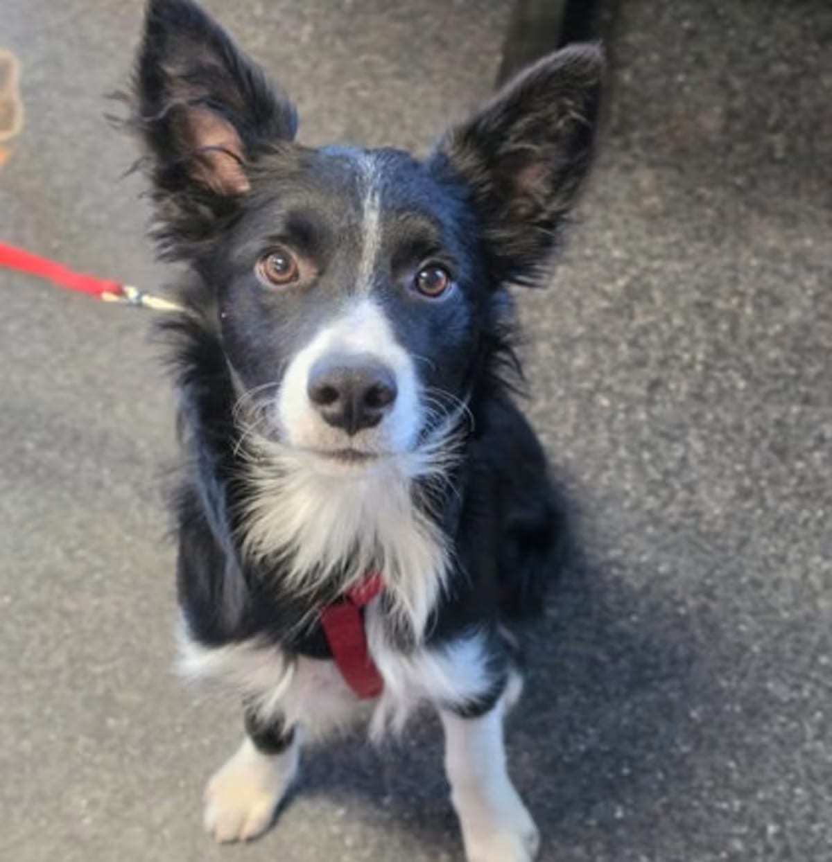Photo of William, adoptable Border Collie in Roseville, California
