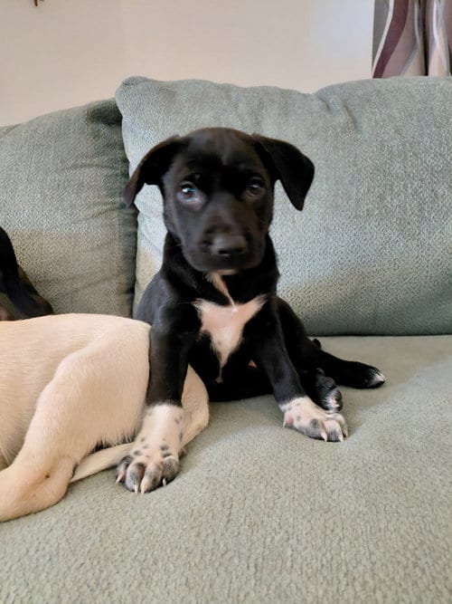 Photo of Rebel (Mascot litter), adoptable German Shepherd Dog in Holly Springs, North Carolina
