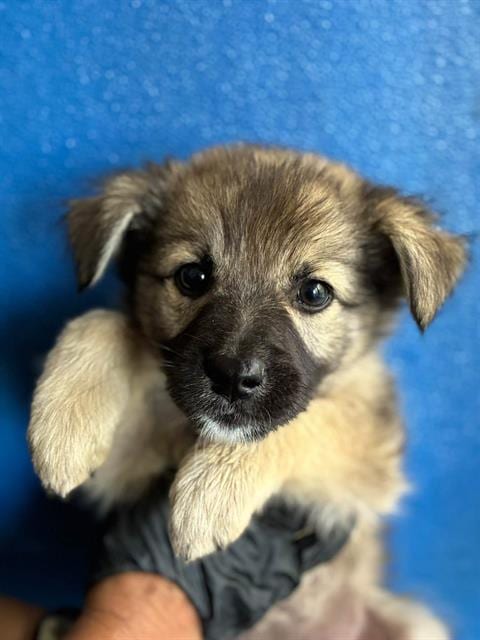 Photo of A256630, adoptable Cairn Terrier in Visalia, California