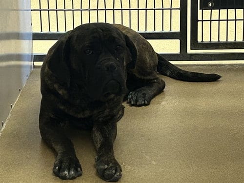 Photo of Muhammad Ali, adoptable Boxer in Martinez, California