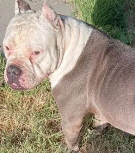 Photo of A048744, adoptable Pit Bull Terrier in Tracy, California