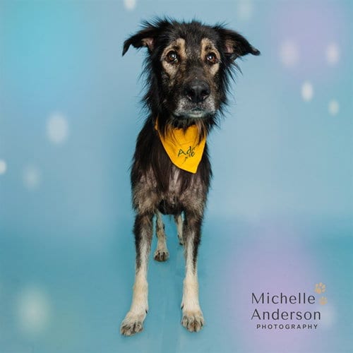 Photo of Goose, adoptable German Shepherd Dog in Corona, California