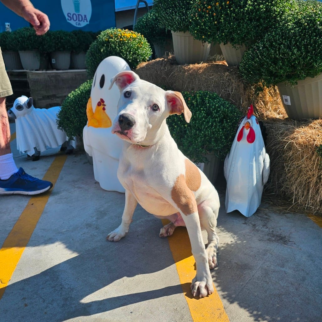 Photo of Stanley, adoptable Terrier, Pit Bull / Mixed Breed (Medium) in Mount Vernon, Arkansas