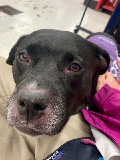 Photo of Sicily (Lady), adoptable dog in Baltimore, Maryland