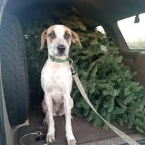 Photo of Boba, adoptable Australian Cattle Dog/Blue Heeler in San Juan Bautista, California