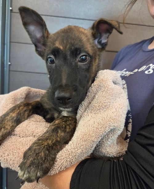 Photo of Trevor, adoptable Unknown breed in Rancho Santa Fe, California