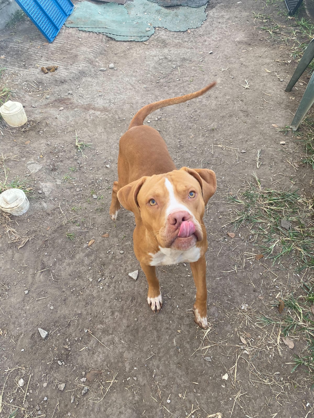 Photo of Charlie, adoptable American Pit Bull Terrier in Kempner, Texas