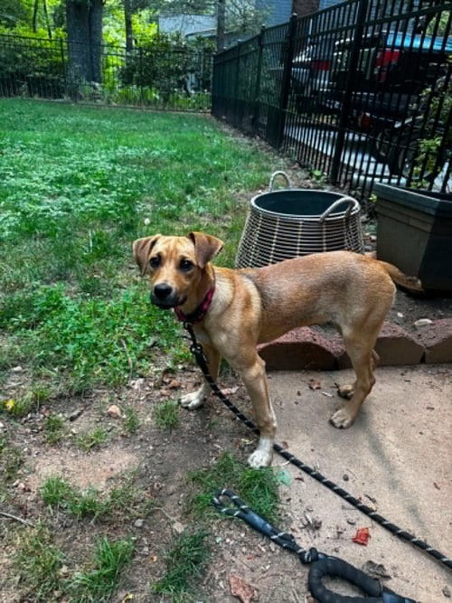 Photo of Ruffin, adoptable Unknown breed in Shelburne, Vermont