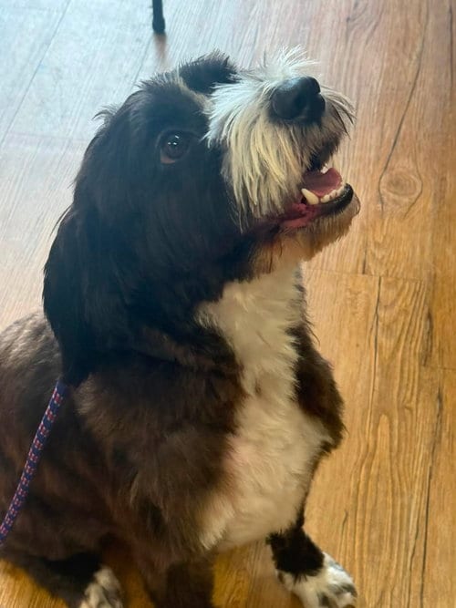 Photo of Wise Guy, adoptable Unknown breed in Valrico, Florida