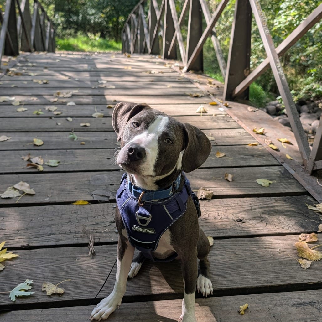 Photo of Flurry D11862, adoptable Terrier, Pit Bull / Hound in Princeton area, Minnesota