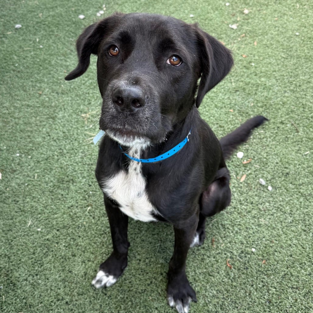 Photo of Ant, adoptable Mixed Breed (Medium)