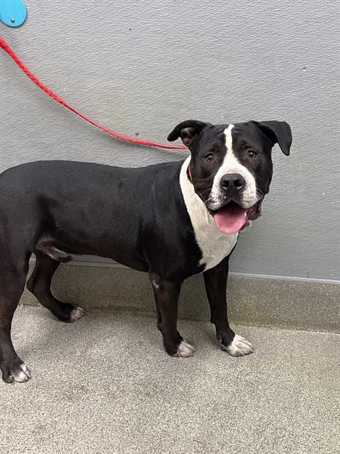 Photo of Bubba, adoptable Staffordshire Bull Terrier in Las Vegas, Nevada