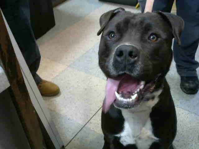 Photo of Handsome, adoptable Staff Terrier A in Chicago Ridge, Illinois