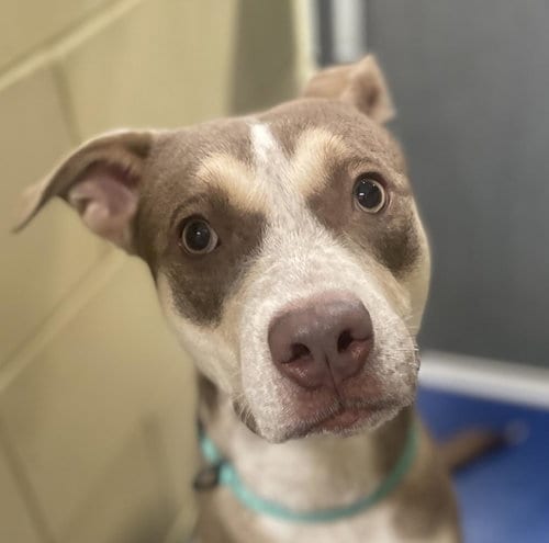 Photo of Ruby, adoptable Pit Bull Terrier in Woodland, California