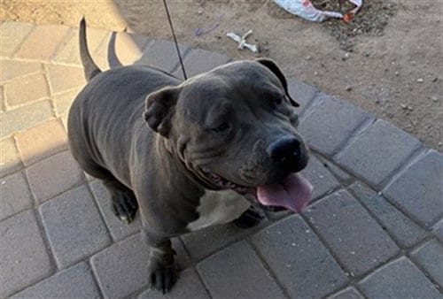 Photo of Plum, adoptable Staffordshire Bull Terrier in Phoenix, Arizona