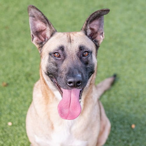 Photo of Dave, adoptable Belgian Shepherd Malinois in Hilton Head, South Carolina