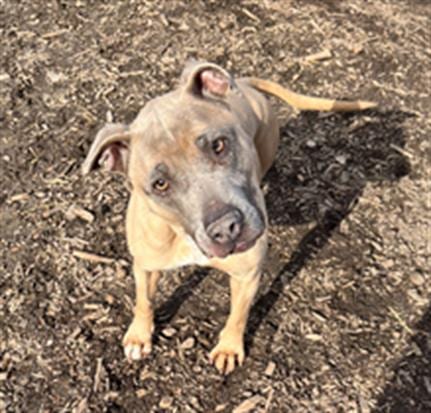 Photo of Mary Oliver, adoptable Pit Bull Terrier in Saginaw, Michigan