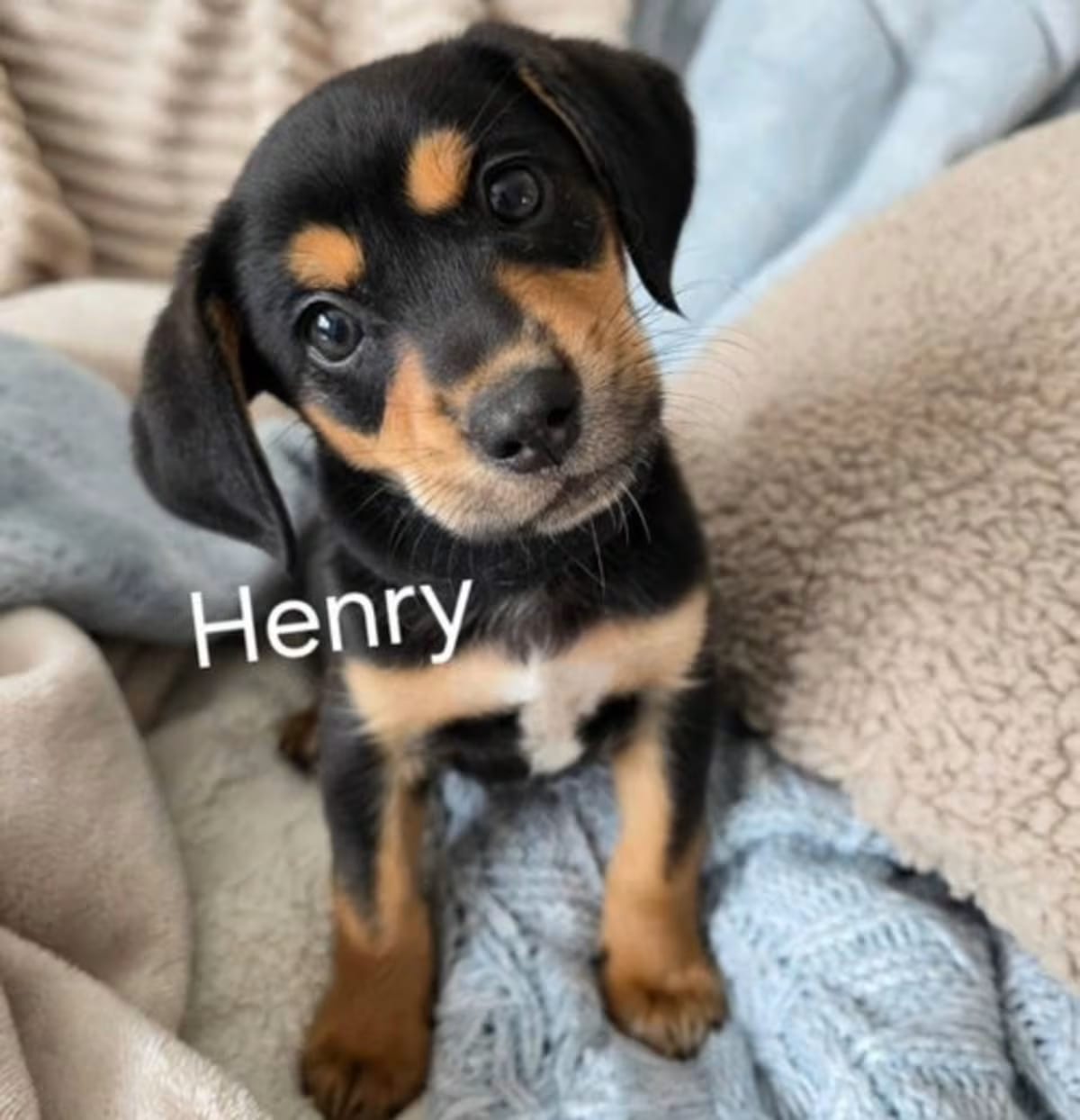 Photo of Henry, adoptable Labrador Retriever Australian Cattle Dog in Perrysville, Maryland