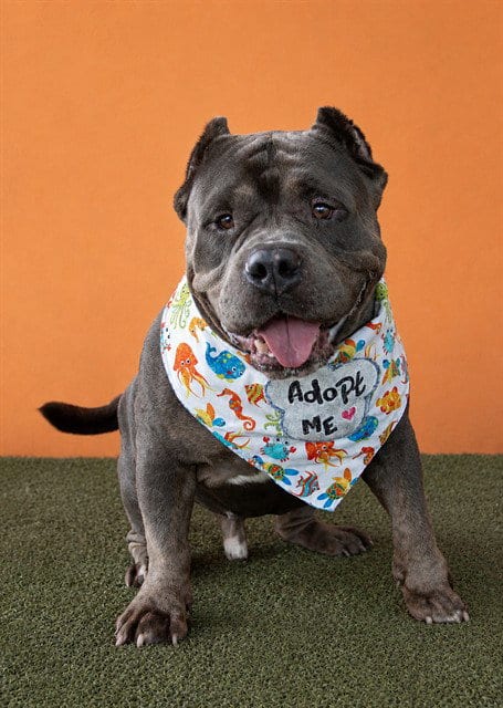 Photo of Poseidon, adoptable Bulldog in Miami, Florida
