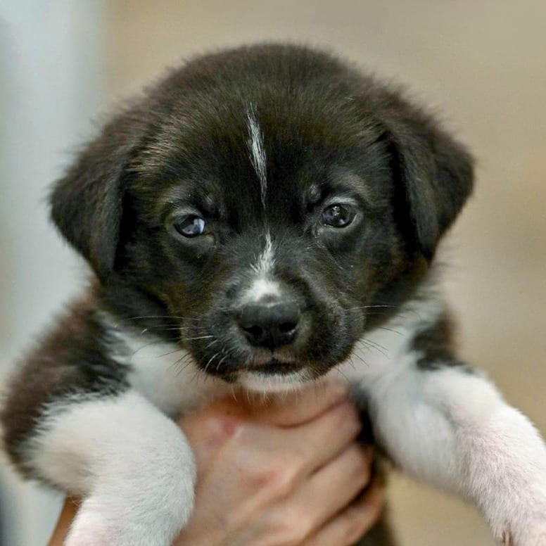 Photo of Polar Bear, adoptable Retriever, Labrador / Mixed Breed (Medium) in Chapel Hill, North Carolina