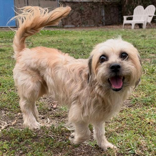 Photo of Donovan, adoptable Terrier in Oakland, California