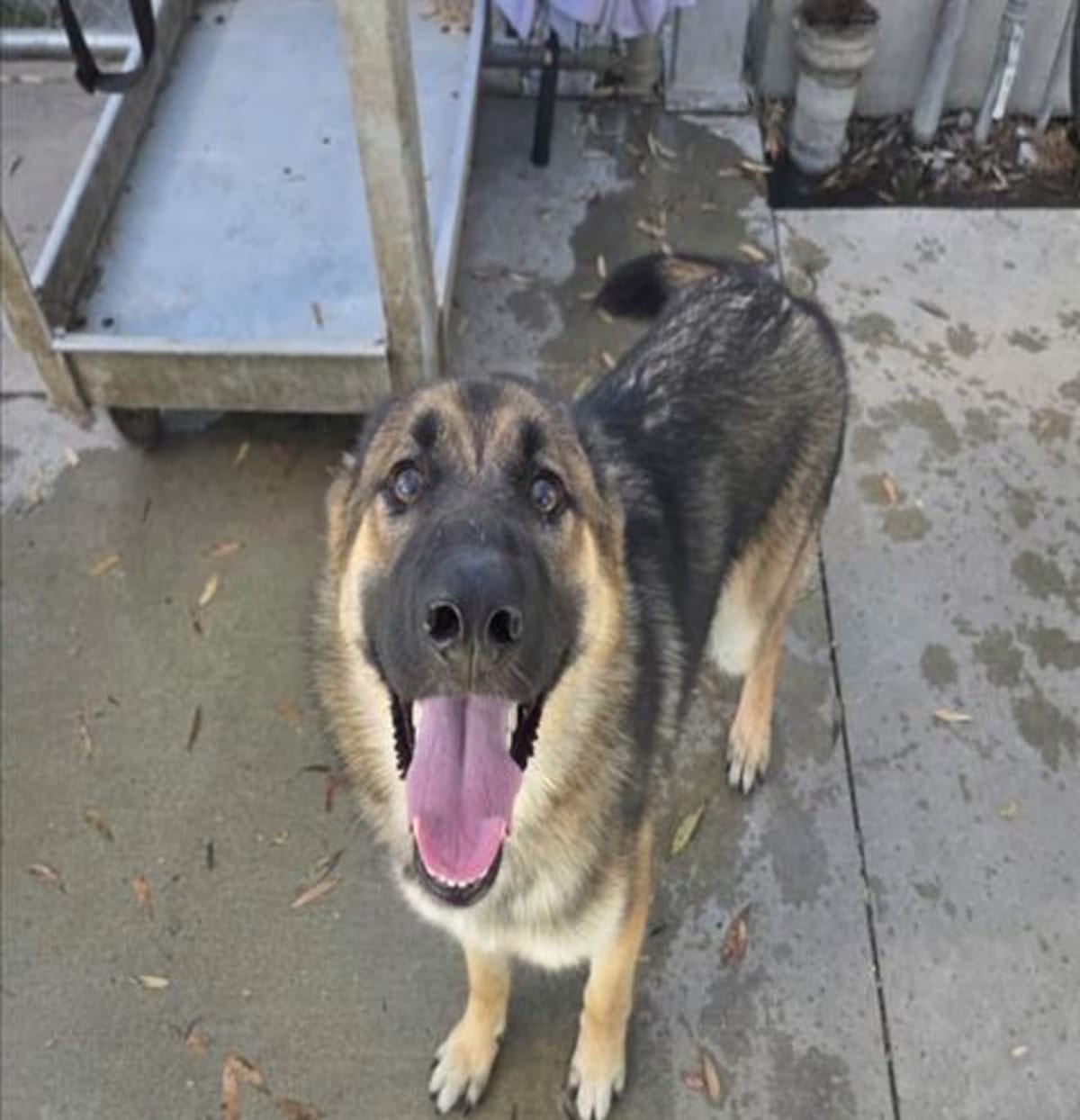 Photo of Trojan, adoptable German Shepherd Dog in Los Angeles, California