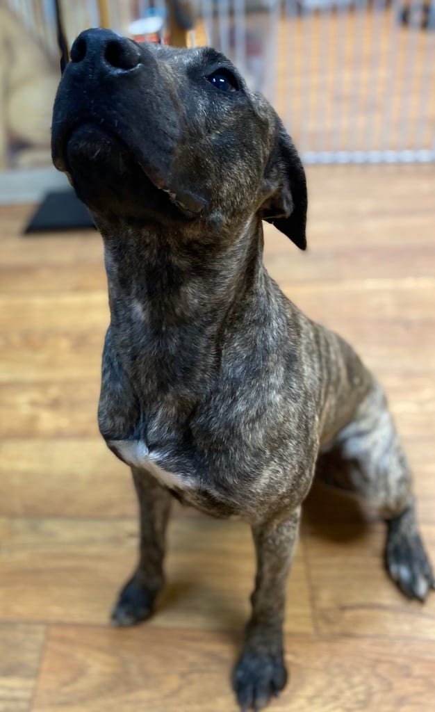 Photo of Hunny (Kasatka), adoptable Mixed Breed in Ocala, Florida