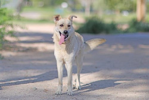 Photo of Nyla, adoptable German Shepherd Dog in Albuquerque, New Mexico