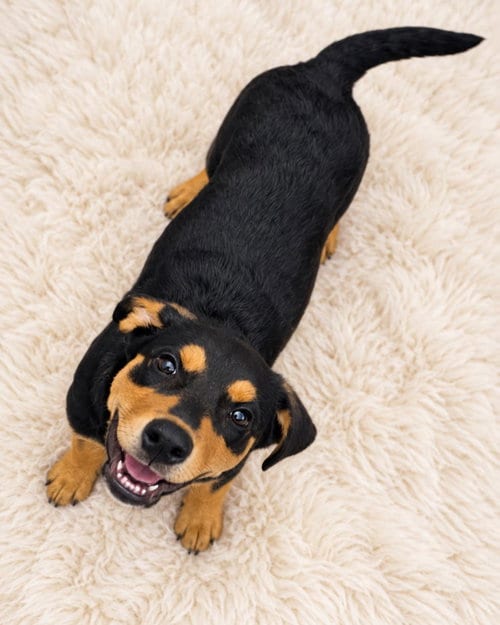 Photo of Rose, adoptable Rottweiler in Rockwall, Texas