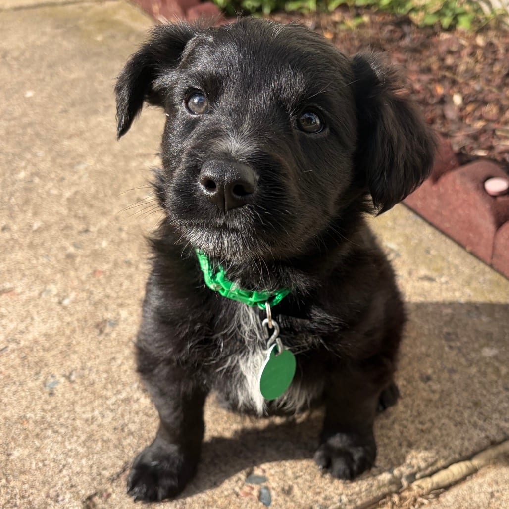 Photo of Gehrig, adoptable Mixed Breed (Medium) in Buffalo, Minnesota
