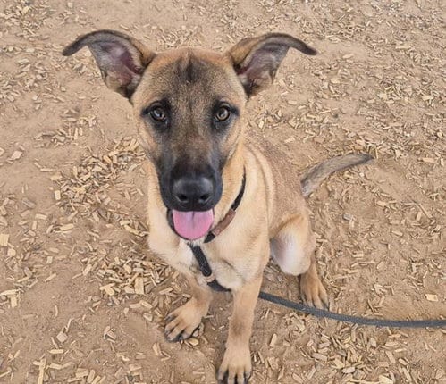 Photo of Major, adoptable German Shepherd Dog in Albuquerque, New Mexico