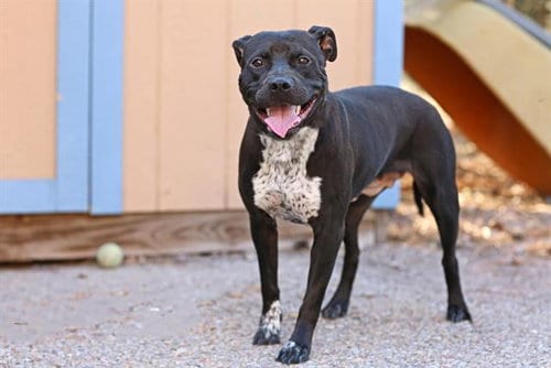 Photo of Fenrir, adoptable American Pit Bull Terrier in Albuquerque, New Mexico